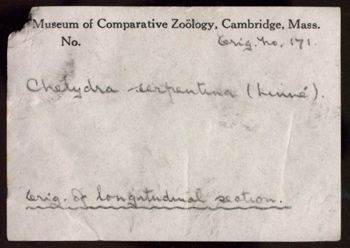 Media type: image;   Herpetology R-194643